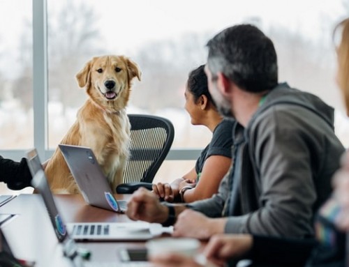 Benefits of bringing Pets to Workplaces